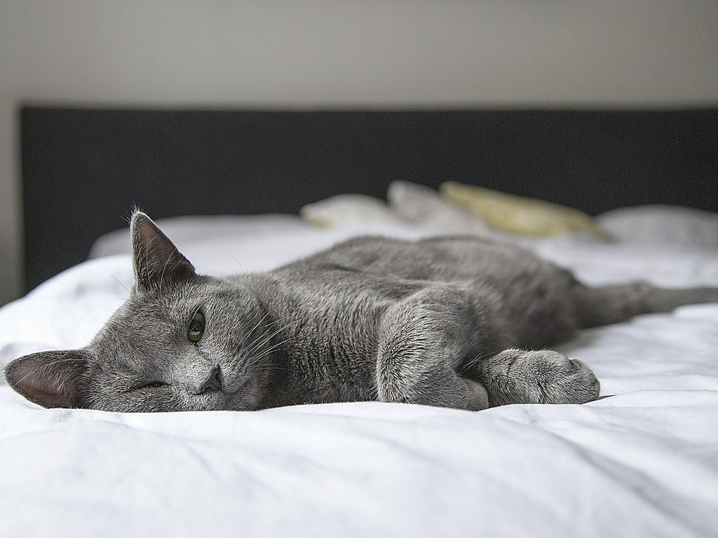 Кошка